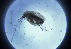 Обследование зоопланктона водных объектов - Бюро охраны природы (ООО МИП  БОП)